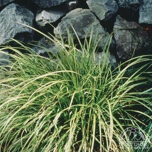 SEDGE GOLD FOUNTAINS