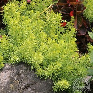 SEDUM ANGELINA 1G