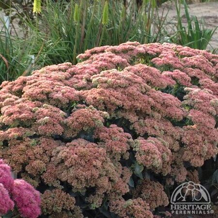 SEDUM AUTUMN FIRE 1G