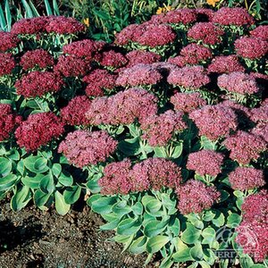 SEDUM AUTUMN JOY 1G