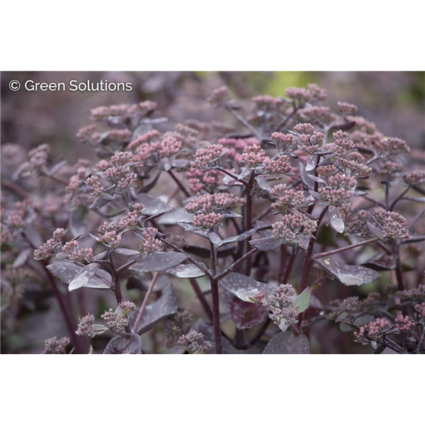 SEDUM BACK IN BLACK PW 8INCH