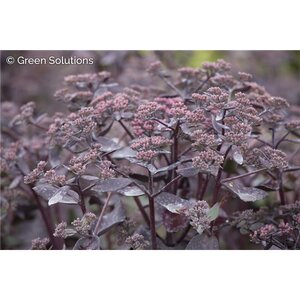 SEDUM BACK IN BLACK PW 8INCH