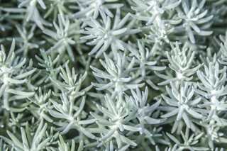 SEDUM BLUE SPRUCE 4IN