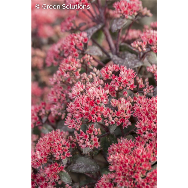 SEDUM DAZZLEBERRY SUNSPARKLER 4IN