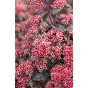 SEDUM DAZZLEBERRY SUNSPARKLER 4IN