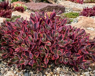 SEDUM DAZZLING DYNAMITE SUNSPARKLER 4IN