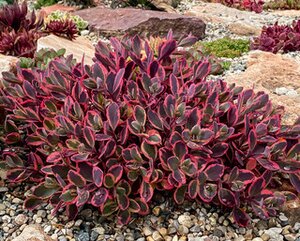 SEDUM DAZZLING DYNAMITE SUNSPARKLER 4IN