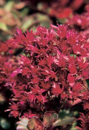 SEDUM DRAGON'S BLOOD 4IN