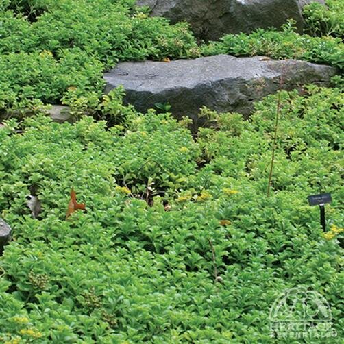 SEDUM MAJOR 4IN
