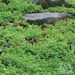 SEDUM MAJOR 4IN