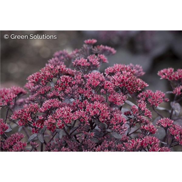 SEDUM MIDNIGHT VELVET (PW) 1G