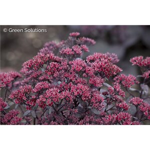 SEDUM MIDNIGHT VELVET (PW) 1G
