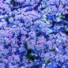 SEDUM MOJAVE JEWELS SAPPHIRE 1G