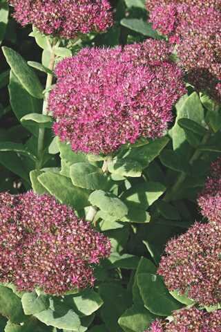 SEDUM NEON 1G