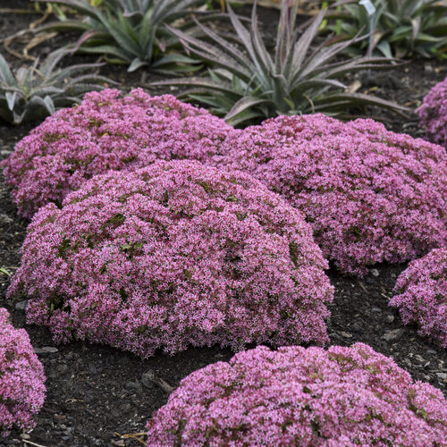 SEDUM PRIDE AND JOY PW 8IN