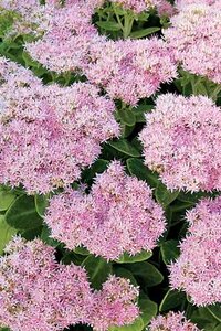 SEDUM PURE JOY PW 1G ROCK N' ROUND