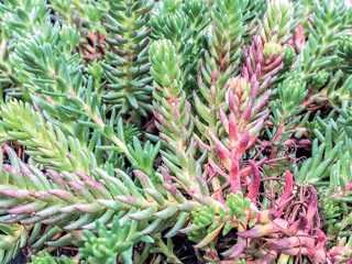 SEDUM RED WIGGLE 4INCH