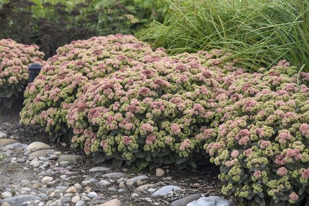 SEDUM ROCK N GROW CORALJADE PW 8INCH