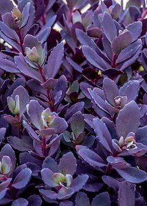 SEDUM SUNSPARKLER PLUM DAZZLED 4INCH