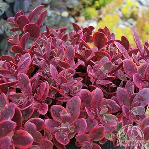 SEDUM SUNSPARKLER WILDFIRE 1G