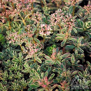 SEDUM TRICOLOUR 4IN