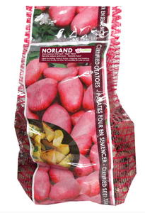 SEED POTATOES NORLAND RED 2KG