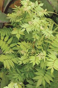 SEM FALSE SPIREA 60CM