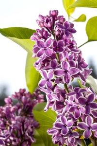 SENSATION LILAC 40CM - image 4