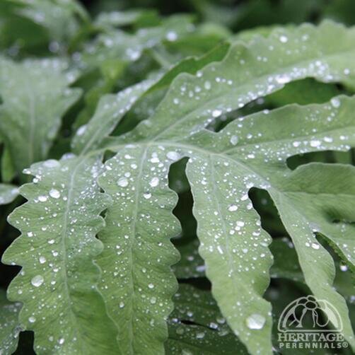 SENSITIVE FERN 1G