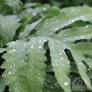 SENSITIVE FERN 1G