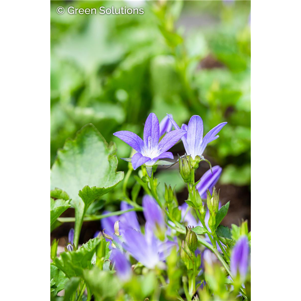 SERBIAN BELLFLOWER BLUE WATERFALL 1G