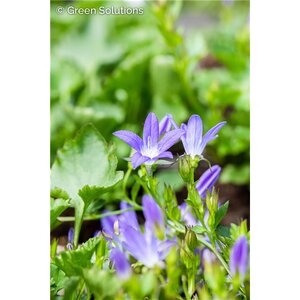 SERBIAN BELLFLOWER BLUE WATERFALL 1G
