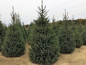 SERBIAN SPRUCE 400CM