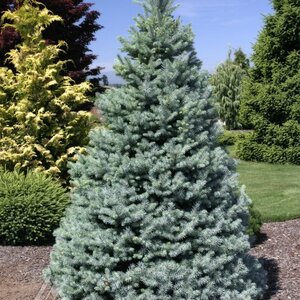 SESTER DWARF BLUE SPRUCE 60CM