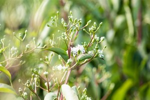 SEVEN-SON FLOWER - image 5