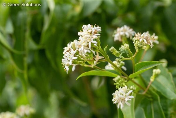 SEVEN SONS TREE 50MM