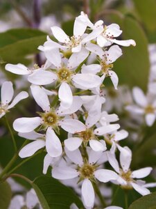 SHADBLOW SERVICEBERRY CLUMP 90CM