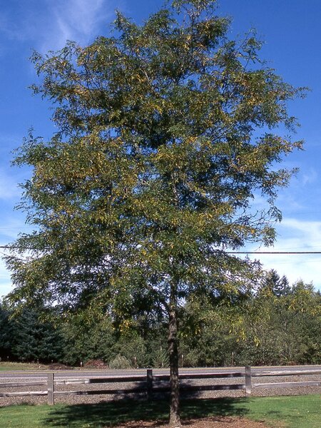 SHADEMASTER LOCUST 200 CM