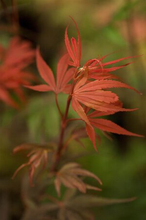 'SHAINA' JAP MAPLE - image 3