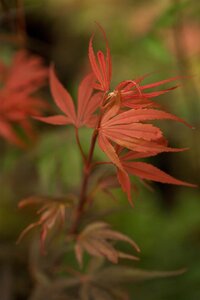 'SHAINA' JAP MAPLE - image 3