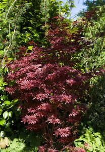 'SHAINA' JAP MAPLE - image 5