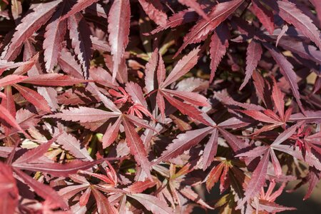 'SHAINA' JAP MAPLE - image 2