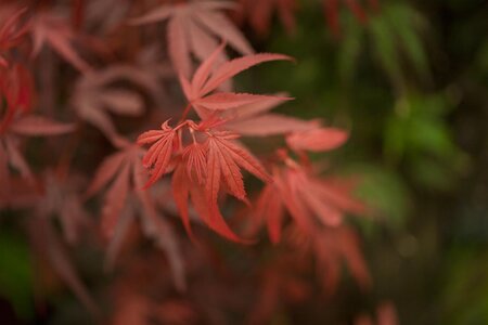 'SHAINA' JAP MAPLE - image 4