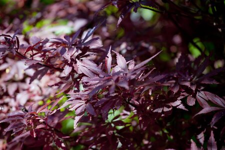 'SHAINA' JAP MAPLE - image 5