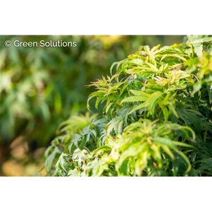 SHARP'S PYGMY JAPANESE MAPLE 60CM 3 month warranty