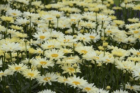 SHASTA DAISY BANANA CREAM 1G