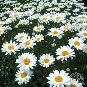 SHASTA DAISY BECKY 1G