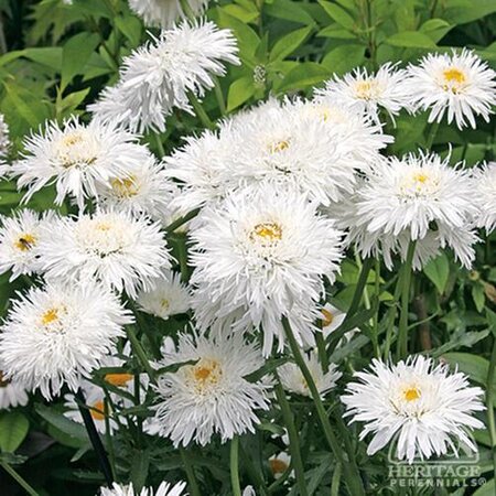 SHASTA DAISY CRAZY DAISY