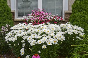 SHASTA DAISY DAISY MAY 1G