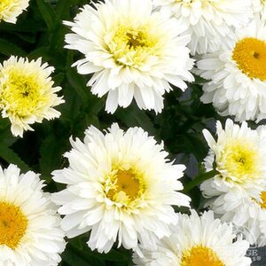 SHASTA DAISY MACROON 1G